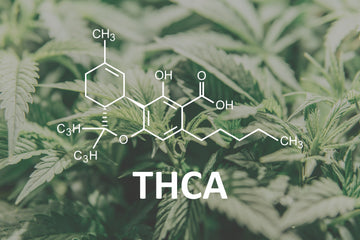 What is the difference between thcA and thc?
