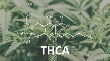 THCA vs THC : Comprendre les différences clés entre deux cannabinoïdes fascinants