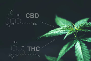 THC Vs. CBD | Properties, Benefits, and Side Effects